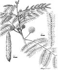 Leucaena leucocephala